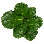 ficus lyrata bush 2