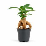 Фикус Микрокарпа Гинсенг купить