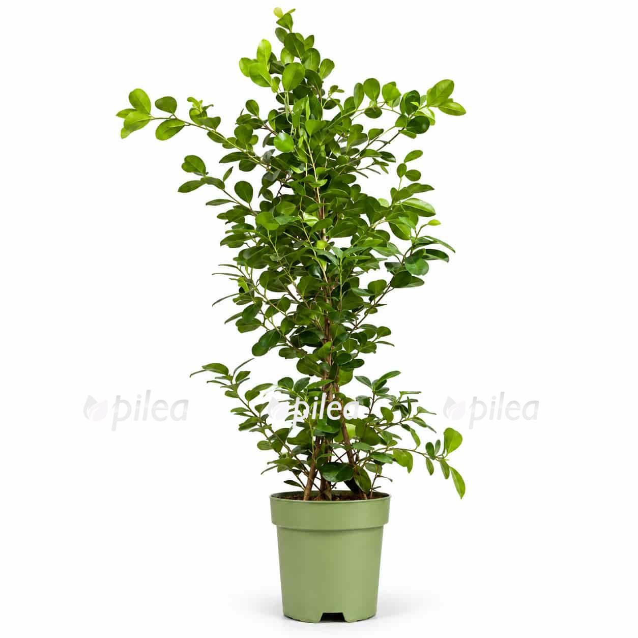 ficus microcarpa moslame piramida