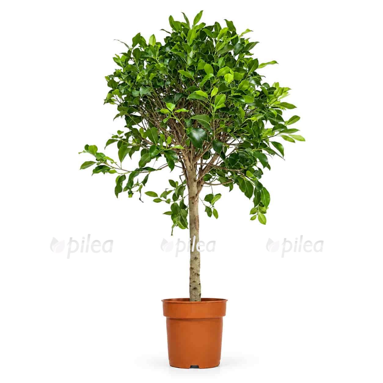 ficus nitida