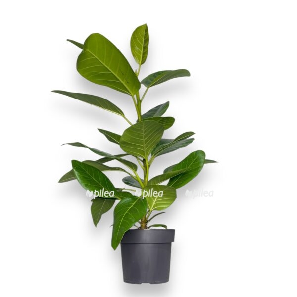 fikus altissima variegata e1731035966693