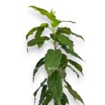 fikus aspera variegata