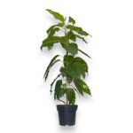fikus aspera variegata