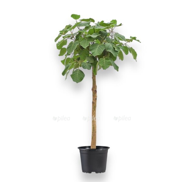 fikus aurikulata everest shtamb e1727112478305