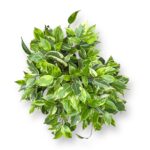 fikus bendzhamina bush king