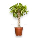 fikus bendzhamina bush king 1 e1725254438918