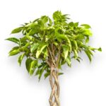fikus bendzhamina bush king 1 e1770110851909