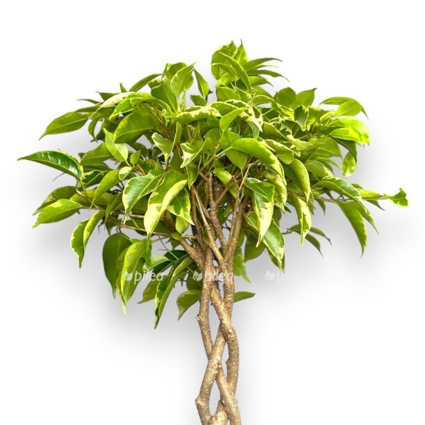 fikus bendzhamina bush king 1 e1770110851909