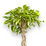 fikus bendzhamina bush king