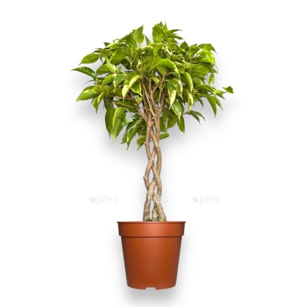 fikus bendzhamina bush king e1770110843952