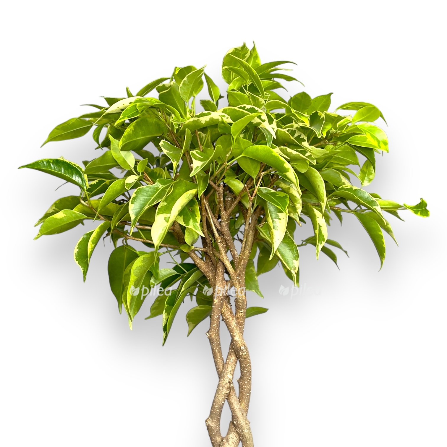 fikus bendzhamina bush king