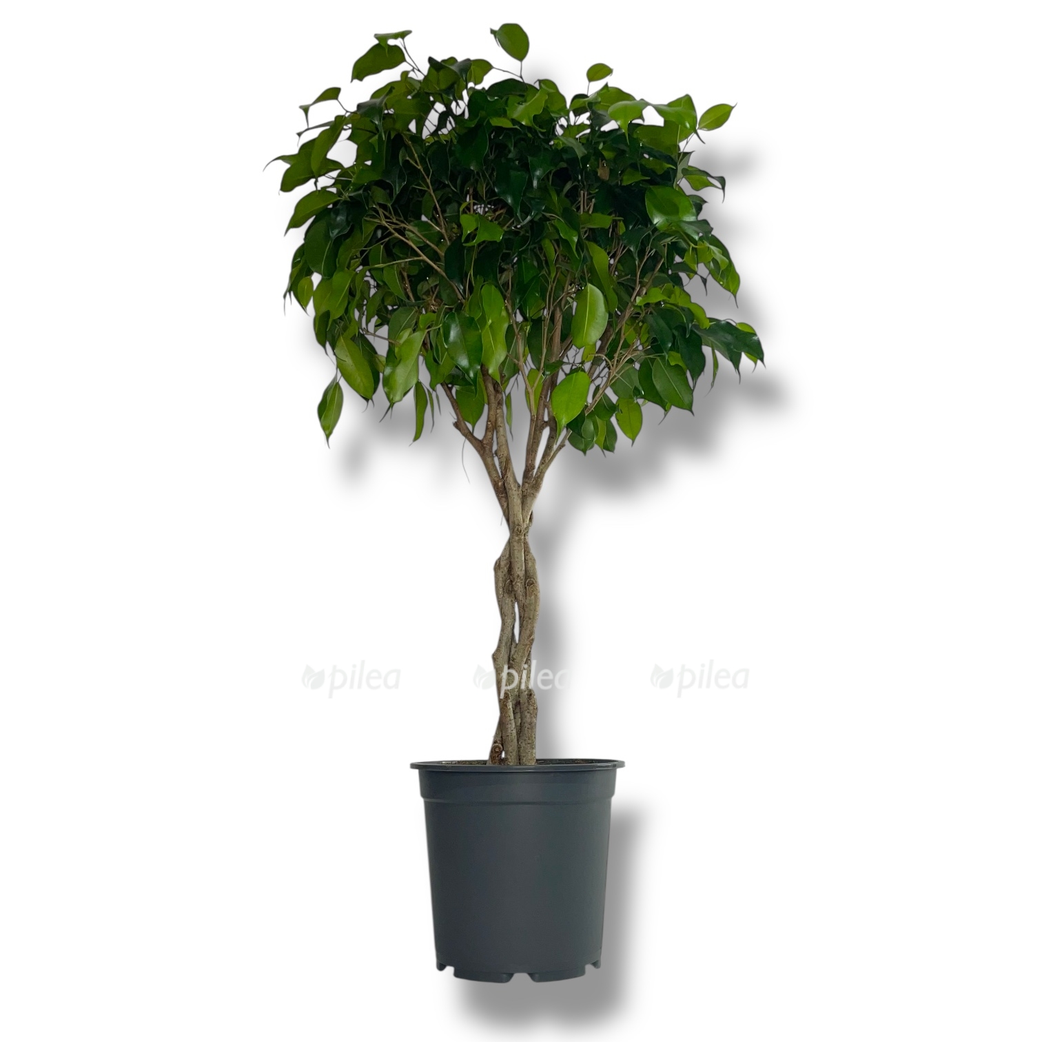 fikus bendzhamina daniel perepletyonnyj