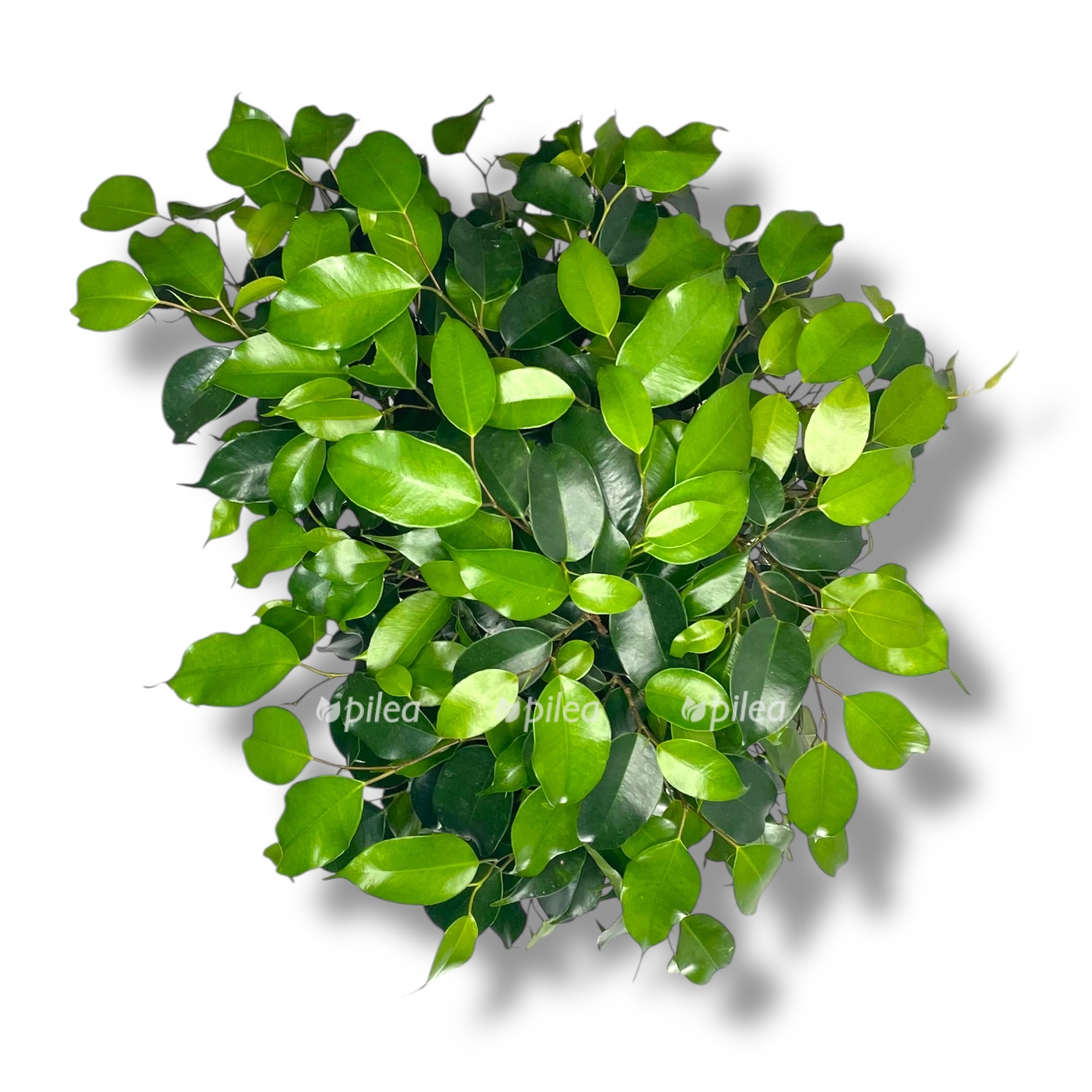 fikus bendzhamina daniel perepletyonnyj