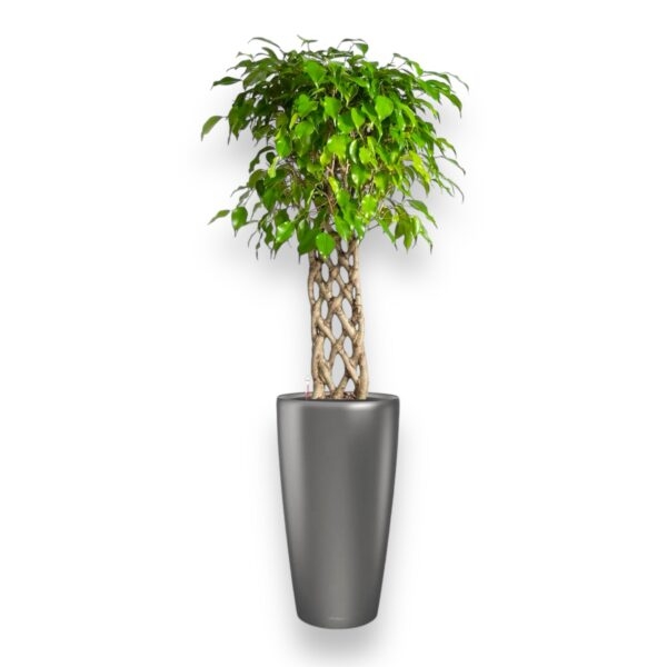 fikus bendzhamina ekzotika na reshetke v rondo 32 e1729359411930