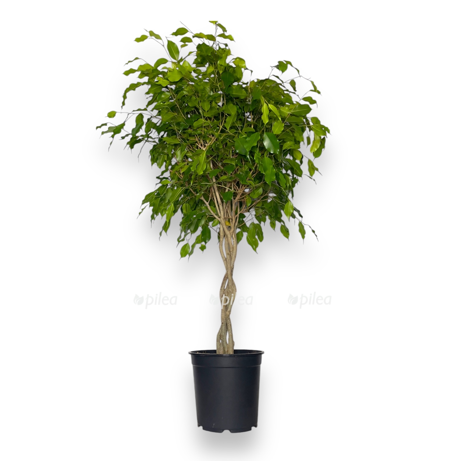 fikus bendzhamina ekzotika perepletennyj