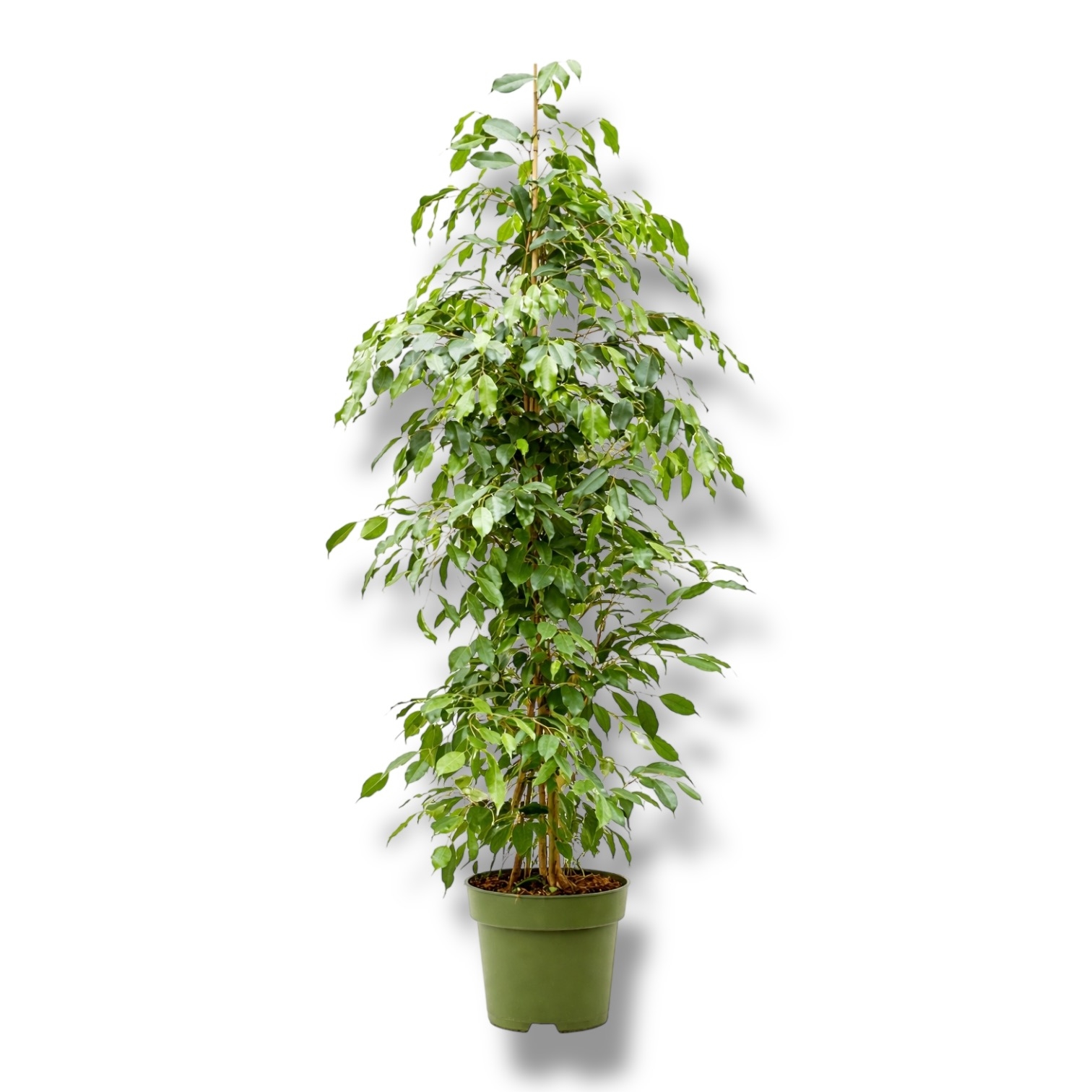 fikus bendzhamina ekzotika piramida dekorativnoe derevo dlya interera