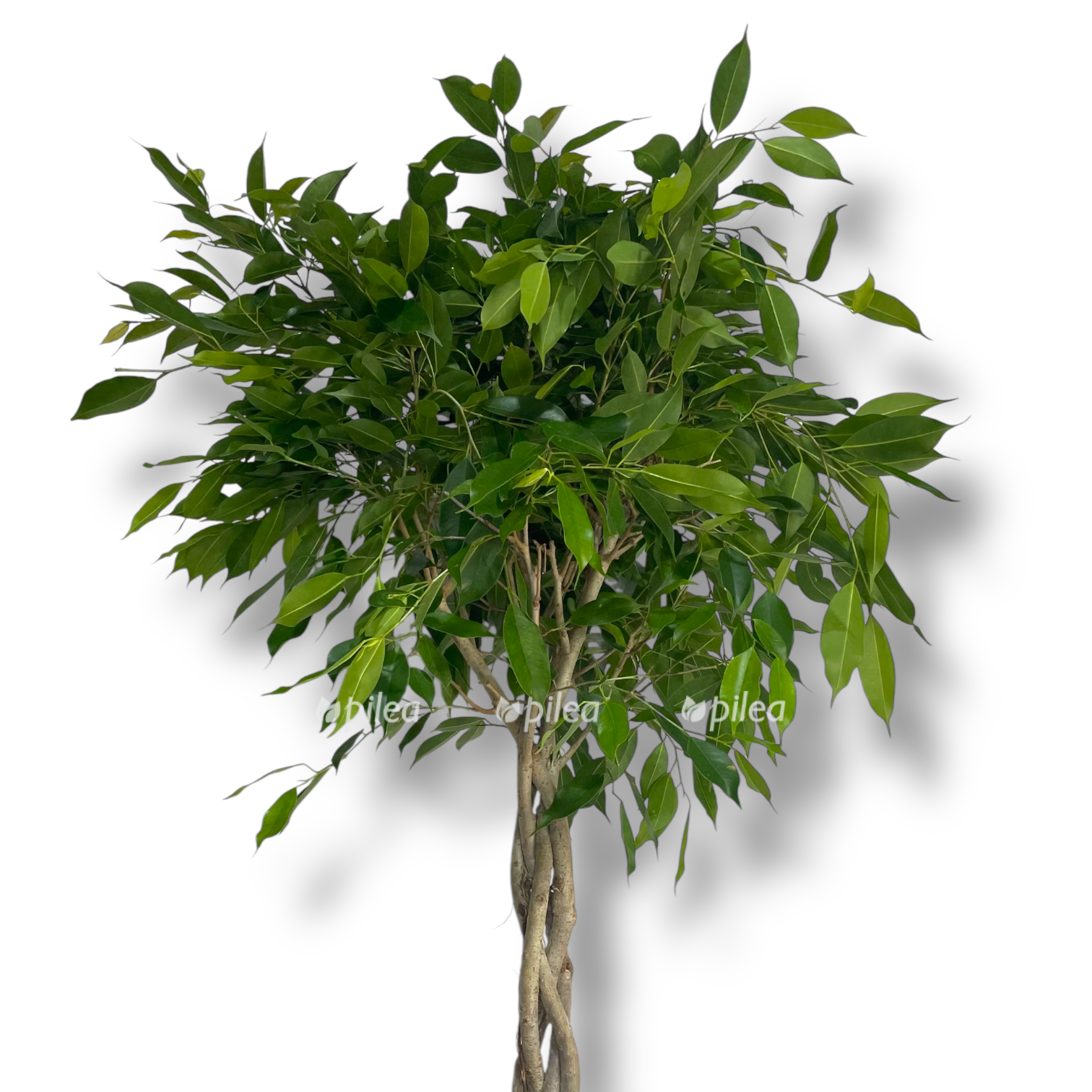 fikus bendzhamina folioli perepletenyj