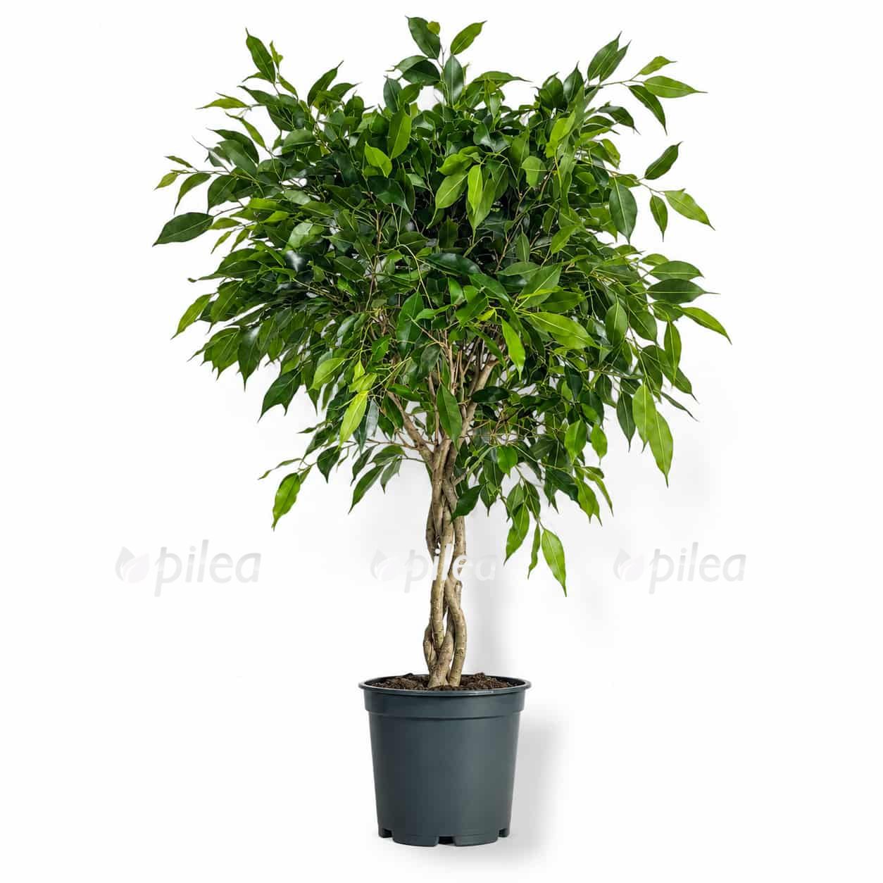 fikus bendzhamina folioli perepletenyj