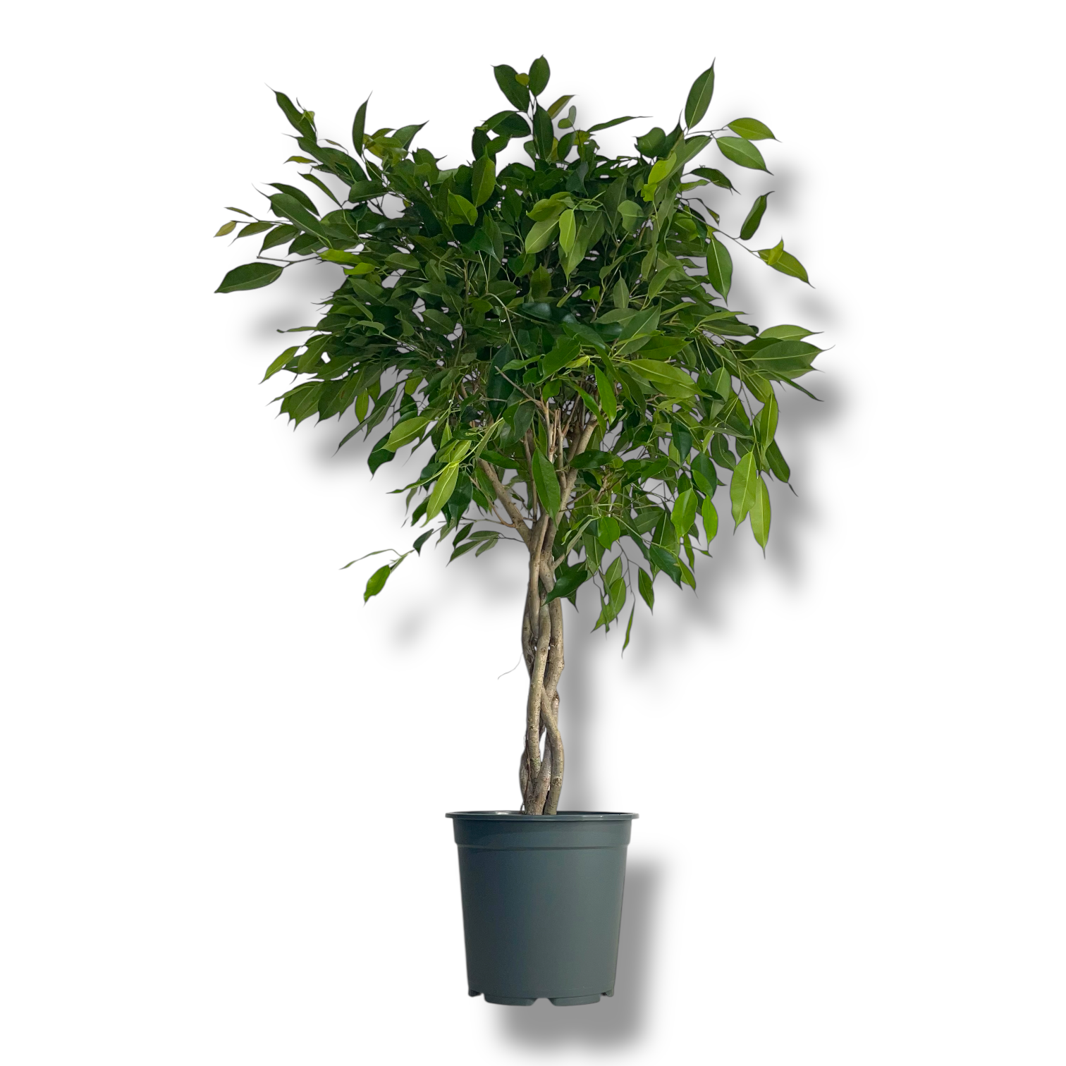 fikus bendzhamina folioli perepletenyj