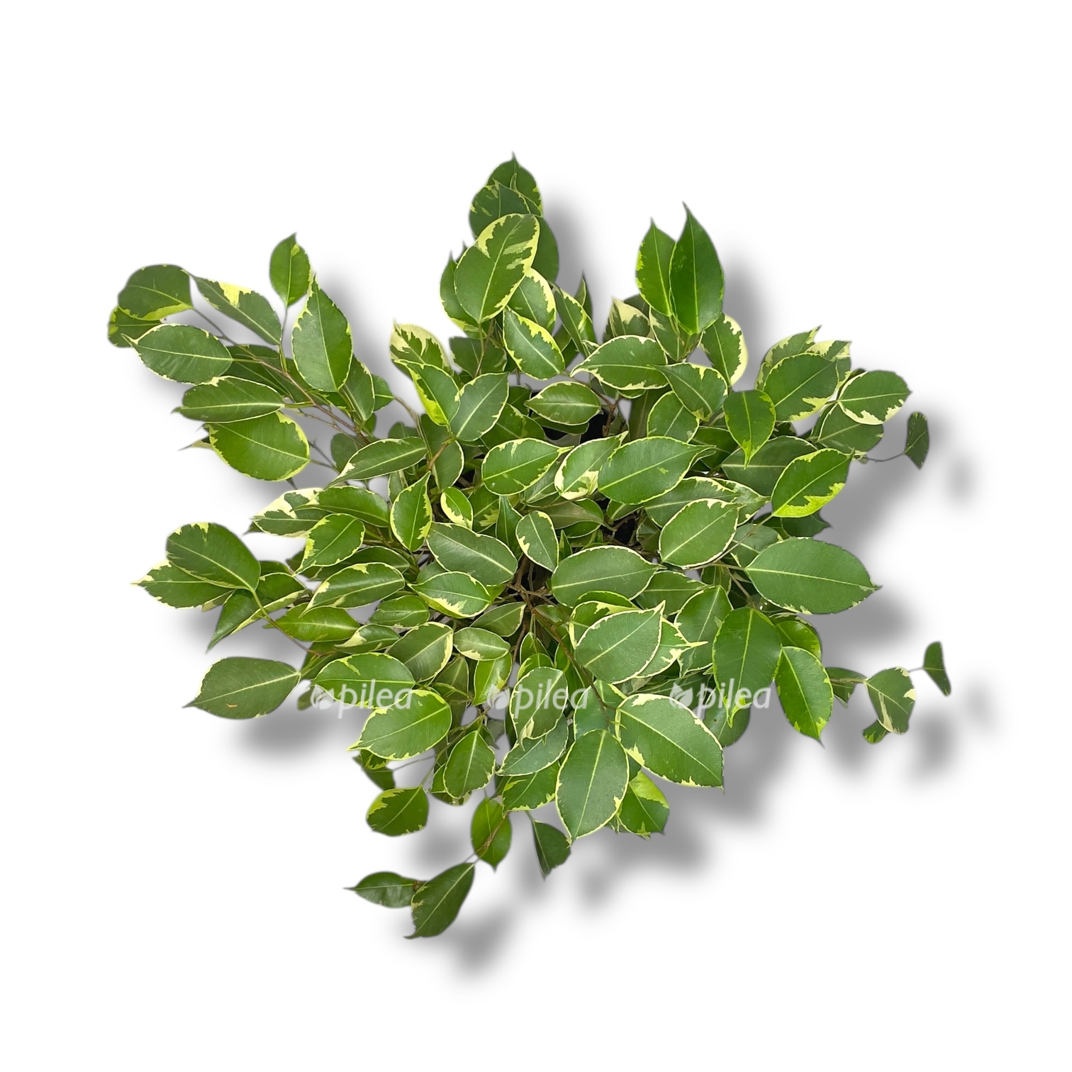 fikus bendzhamina golden king perepletennyj