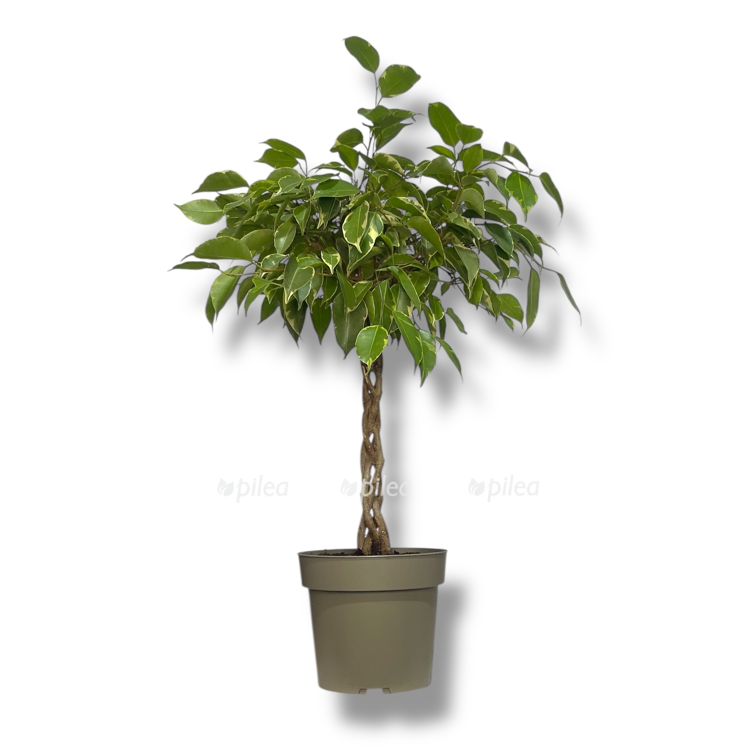 fikus bendzhamina golden king perepletennyj