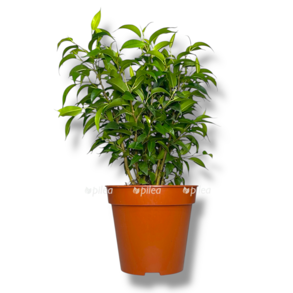 fikus bendzhamina kinki grin e1765644629919