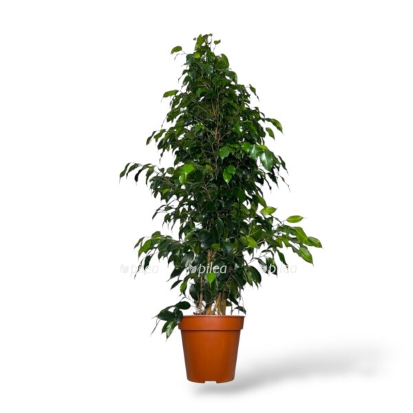 fikus bendzhamina midnajt ledi piramida e1743220926975