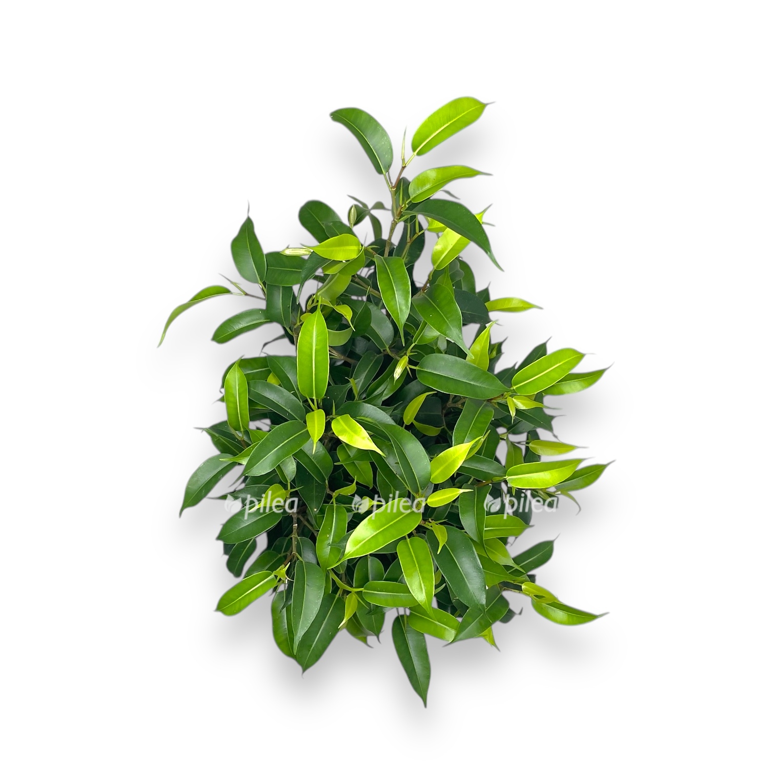 fikus bendzhamina natasha