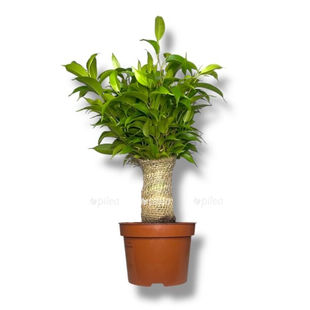 fikus bendzhamina natasha v dzhute e1770014803762