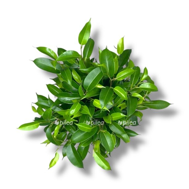 fikus bendzhamina natasha v dzhute. e1770014795411