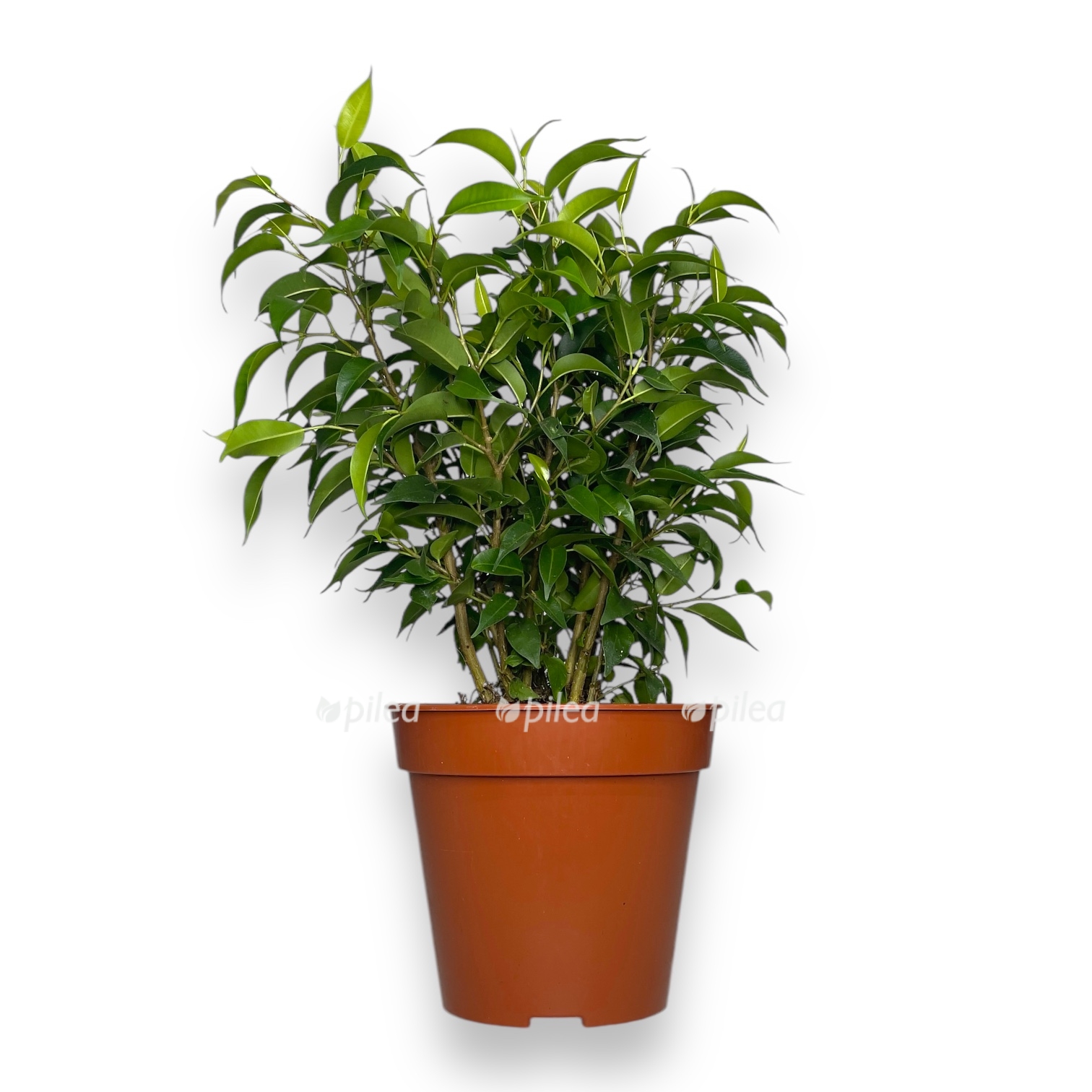 fikus bendzhamina natasha