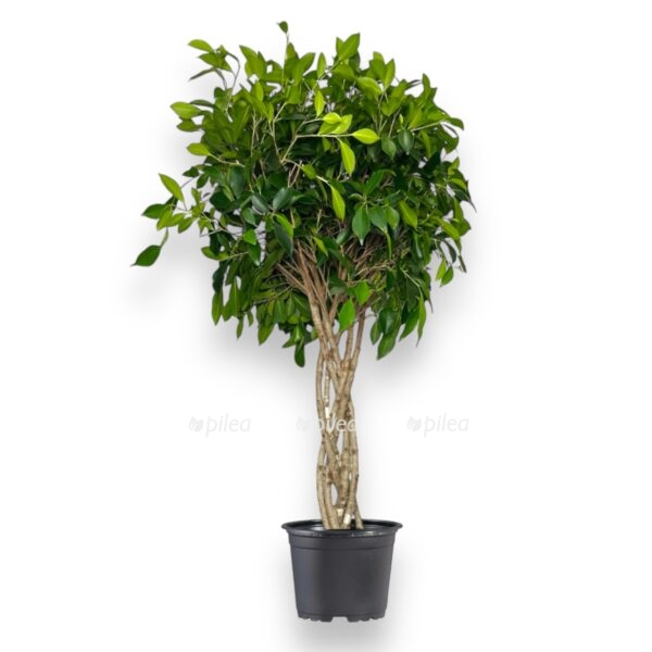 fikus bendzhamina nitida perepletyonnyj e1726807485603