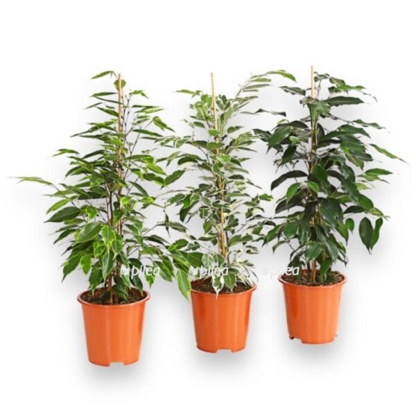 fikus bendzhamina piramida miks e1736787216309