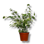 fikus bendzhamina starlajt 1 e1758431453133