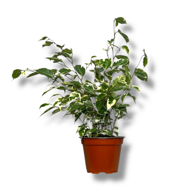 fikus bendzhamina starlajt 1 e1758431453133