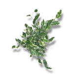 fikus bendzhamina starlajt e1757007291808