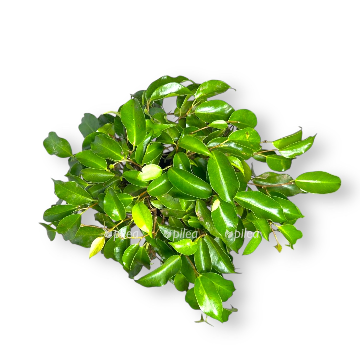 fikus bendzhamina tarana