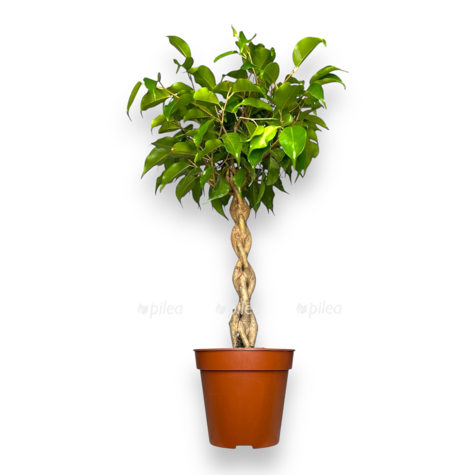 fikus bendzhamina tarana perepletennyj