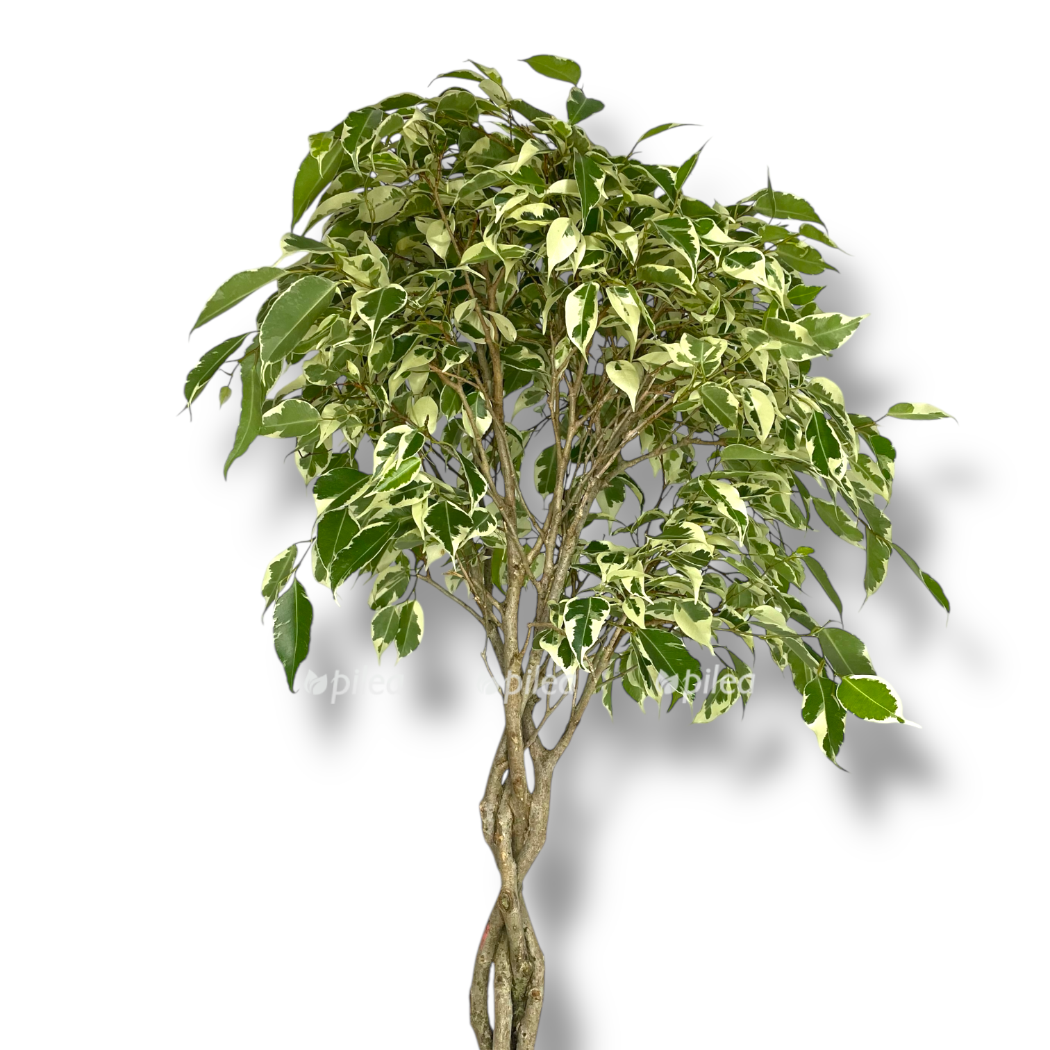 fikus bendzhamina tvajlajt perepletenyj