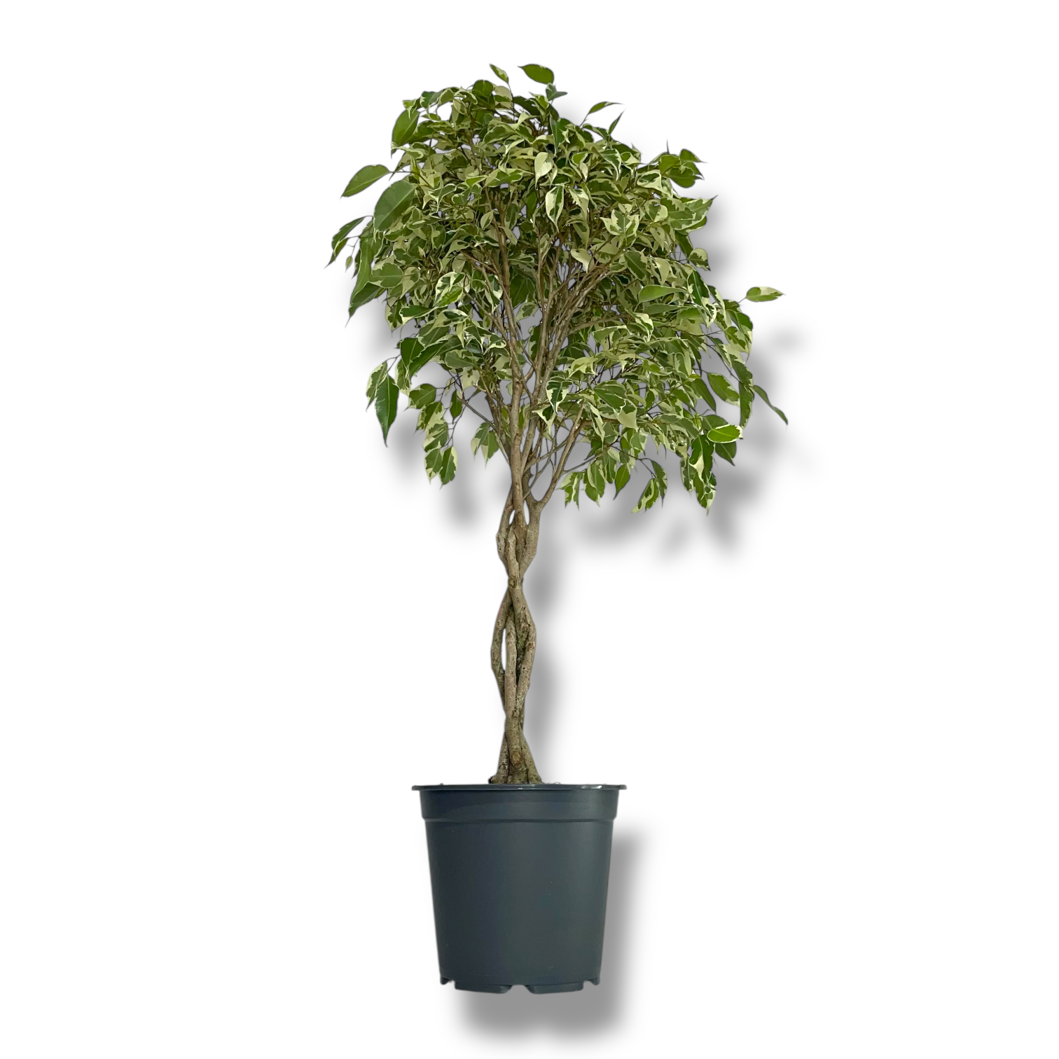 fikus bendzhamina tvajlajt perepletenyj