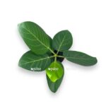 fikus bengalskij odri 1 1 e1725254799773
