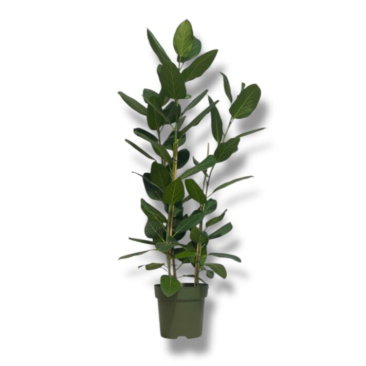 fikus bengalskij odri 3 stvola e1770310882480