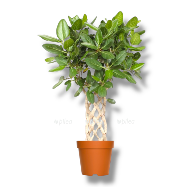 fikus bengalskij odri cilindr e1764749244797