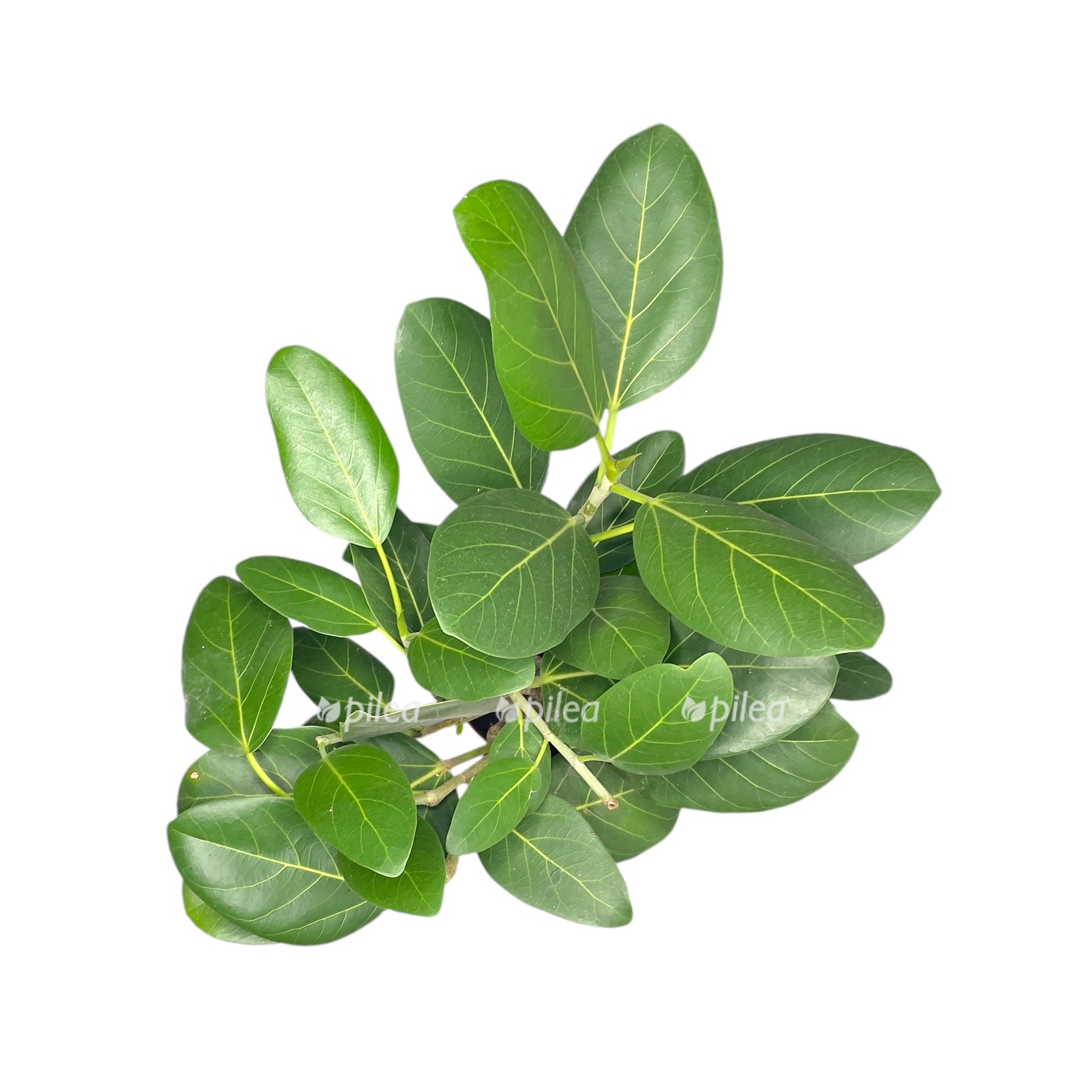 fikus bengalskij odri perepletyonnyj