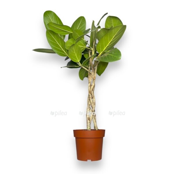 fikus bengalskij odri perepletyonnyj e1742008929104