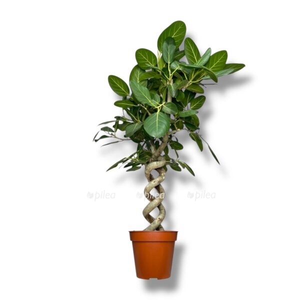 fikus-bengalskij-odri-spiral-e1738225446608.jpeg fikus bengalskij odri spiral e1738225446608
