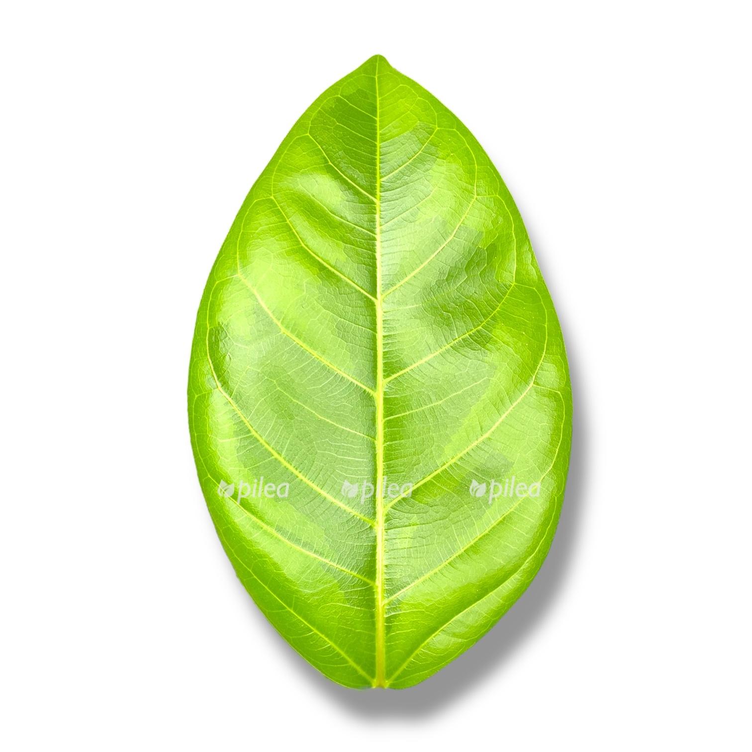 fikus bengalskij variegata