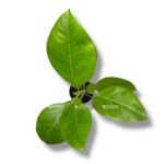 fikus bengalskij variegata 1 1