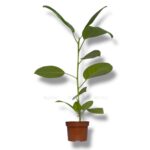 fikus bengalskij variegata