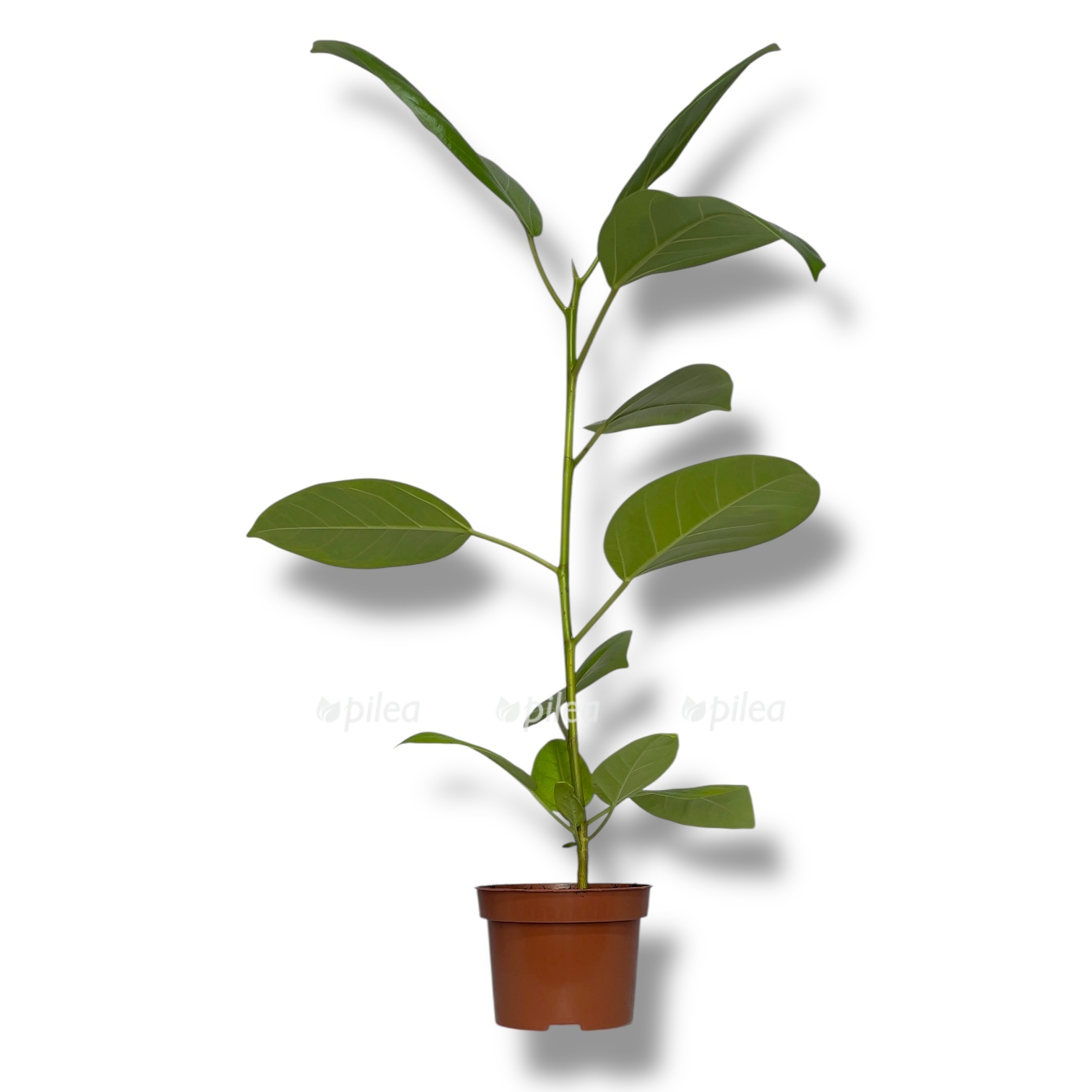 fikus bengalskij variegata